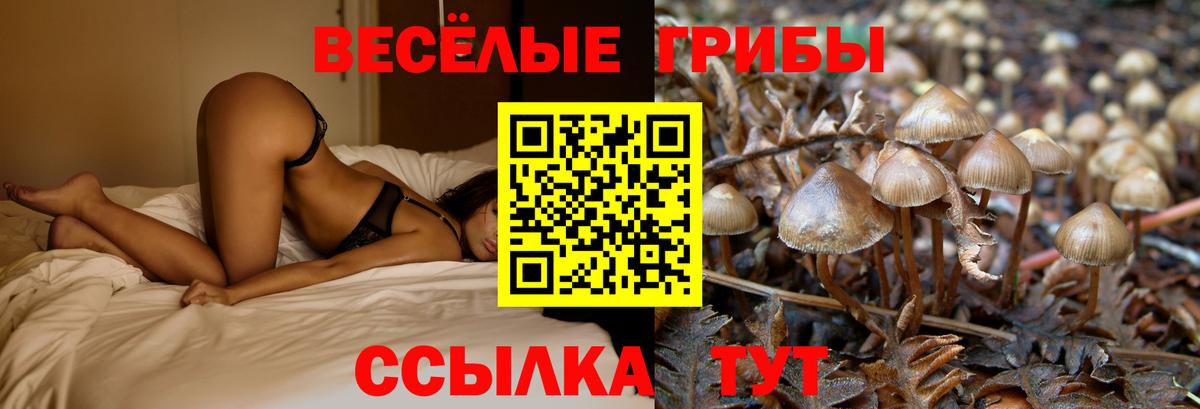 Галлюциногенные грибы Psilocybe Кемерово